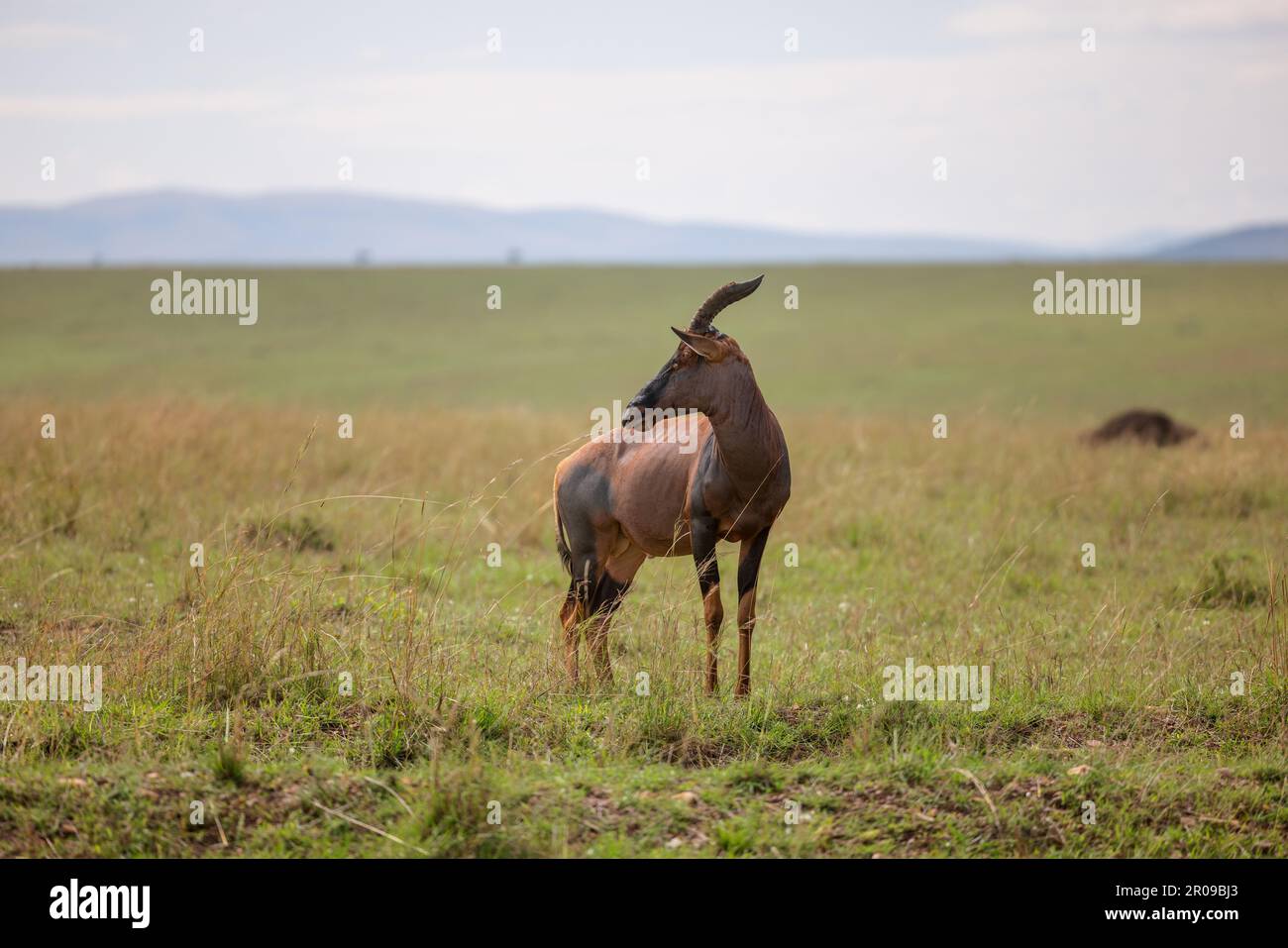 Graceful figure stands hi-res stock photography and images - Alamy
