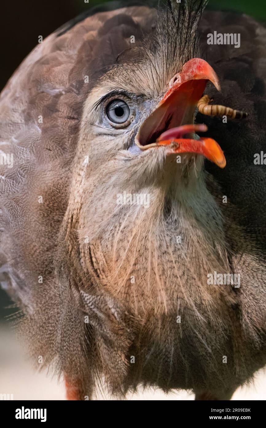 A Red-legged seriema eating an insect. Stock Photo