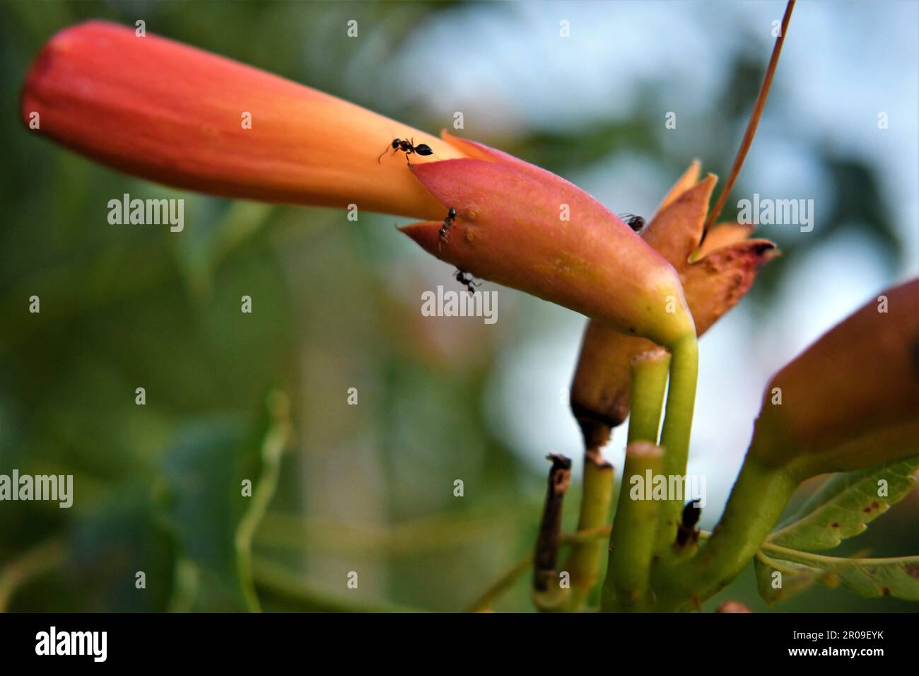 Trumpet vine flower hires stock photography and images Alamy
