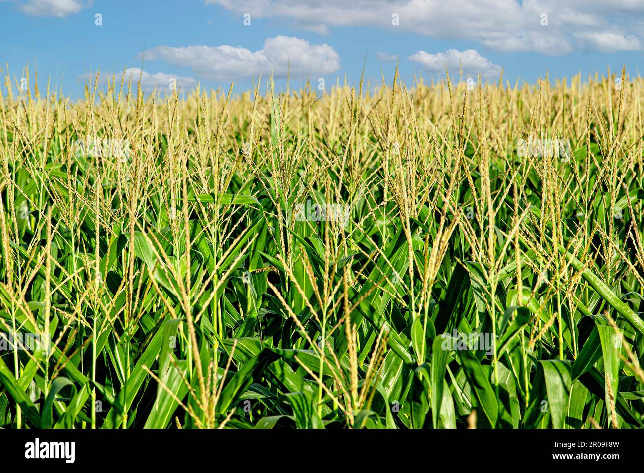 Corn grows high to maturity in a farm field in Minnesota, USA Stock