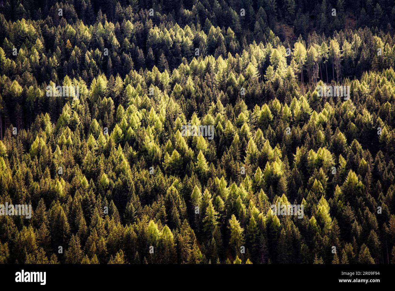 A pine forest covers the slopes of the Dolomites above Val Gardena in Italy. Stock Photo