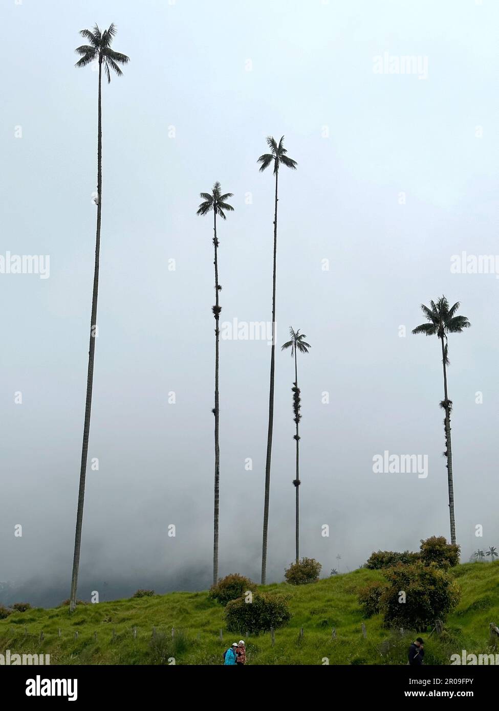 Salento, USA. 20th Feb, 2023. Quindio wax palms dot the landscape in the cloud forest in the Cocora Valley near Salento, Colombia, February 20, 2023. It was the setting for the Disney movie 'Encanto. (Credit Image: © Mark Hertzberg/ZUMA Press Wire) EDITORIAL USAGE ONLY! Not for Commercial USAGE! Stock Photo