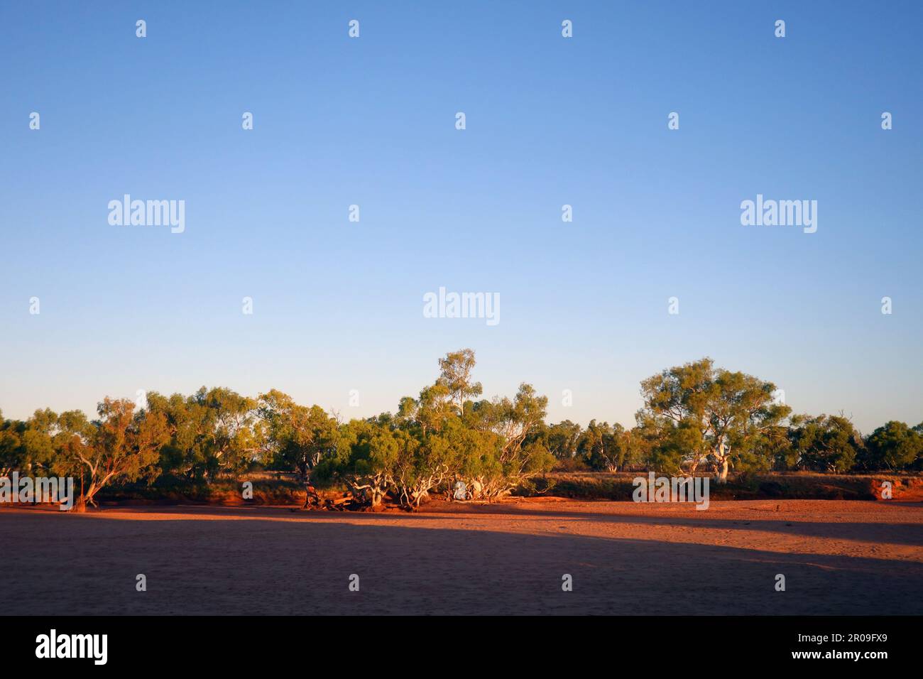 Gumtrees line the bank of the dry Wooramel River, Wooramel River Station, Western Australia Stock Photo