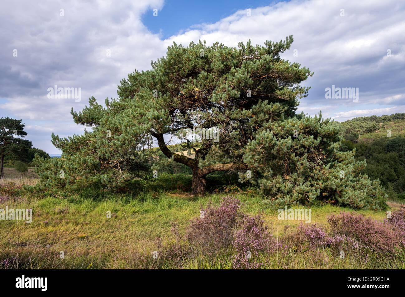 Beautiful Pinus sylvestris or Scots pine tree in Ashdown Forest on a cloudy summer afternoon, East Sussex, South East England Stock Photo