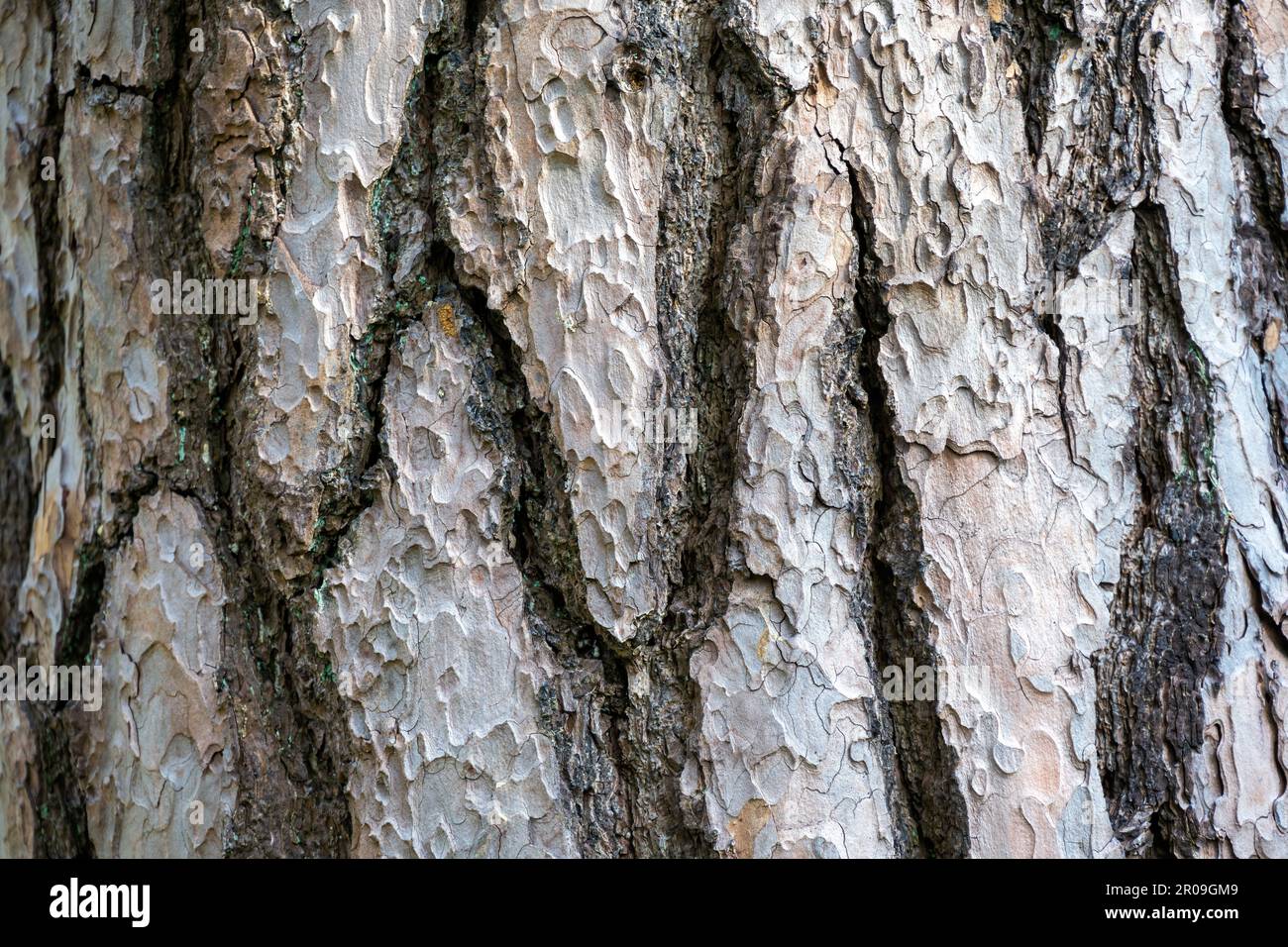 Textures pine tree bark, close up, use as a background Stock Photo