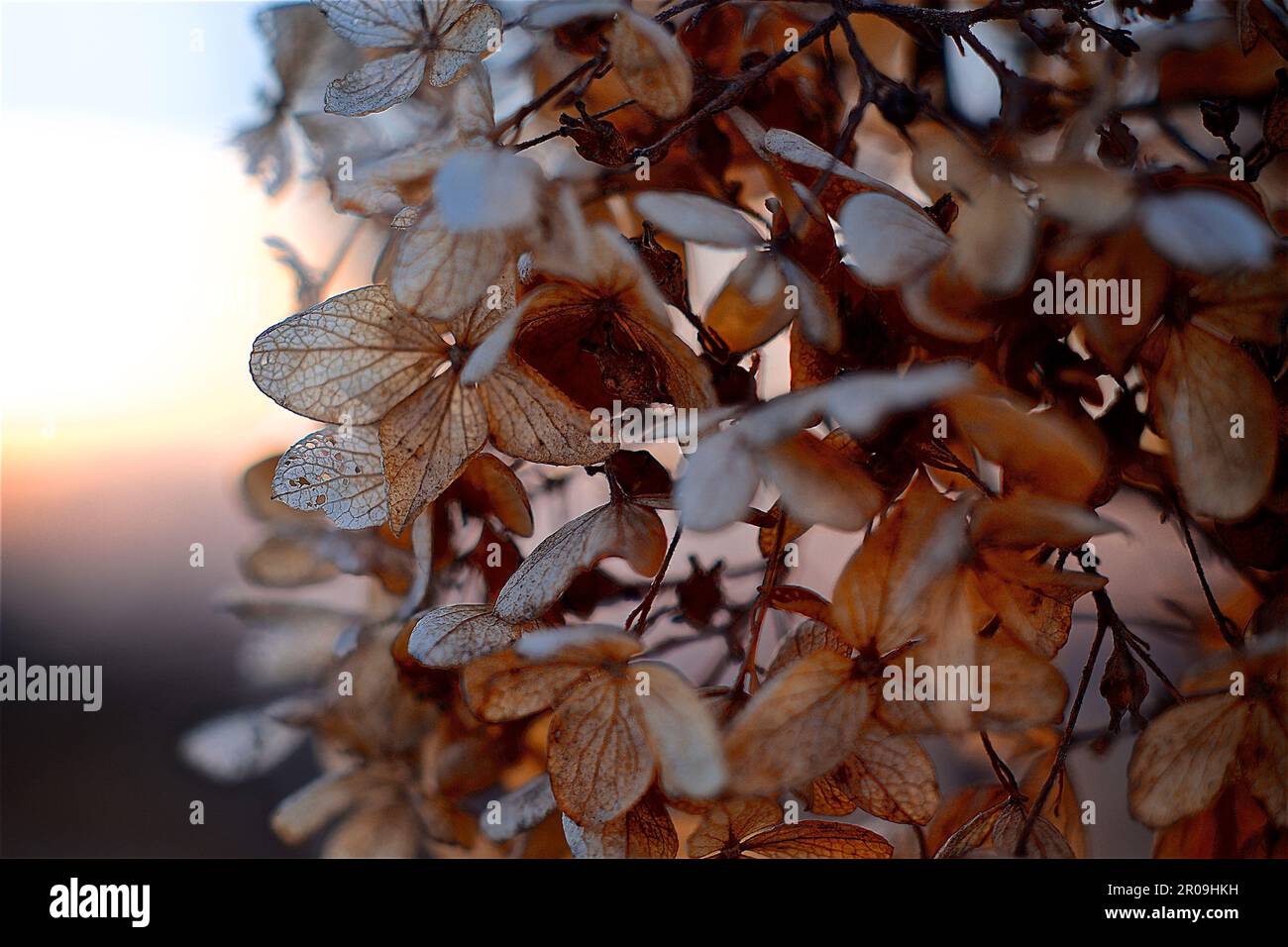 Close-up of a flowering plant in a sunset background Stock Photo