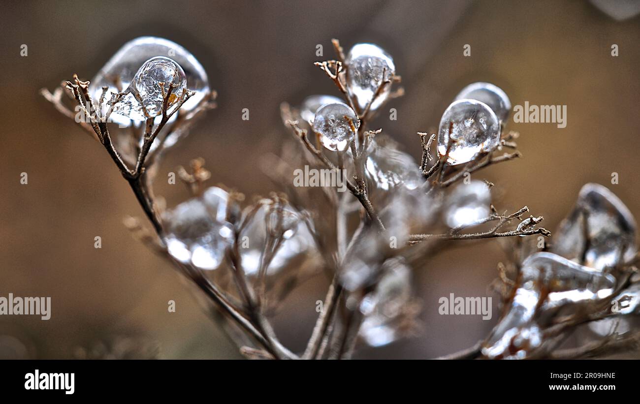 Frozen plants in winter with ice-covered Stock Photo