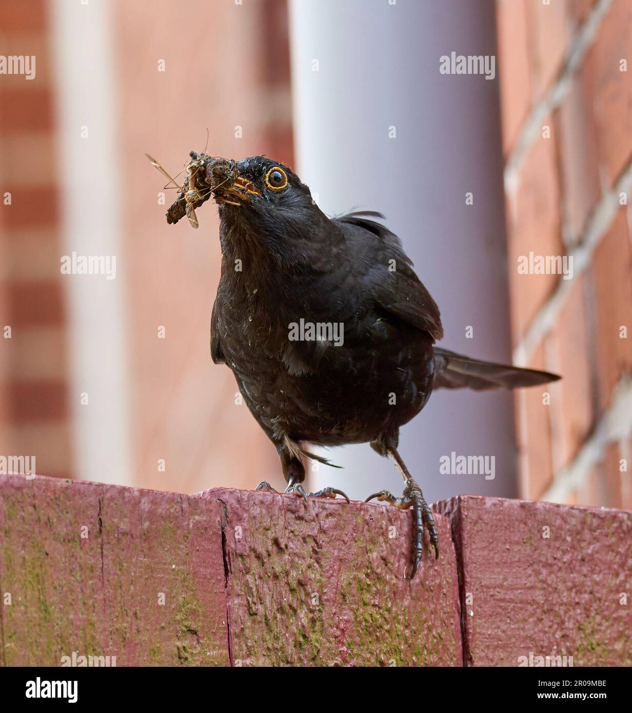 blackbird-turdus-merula-male-stock-photo-alamy