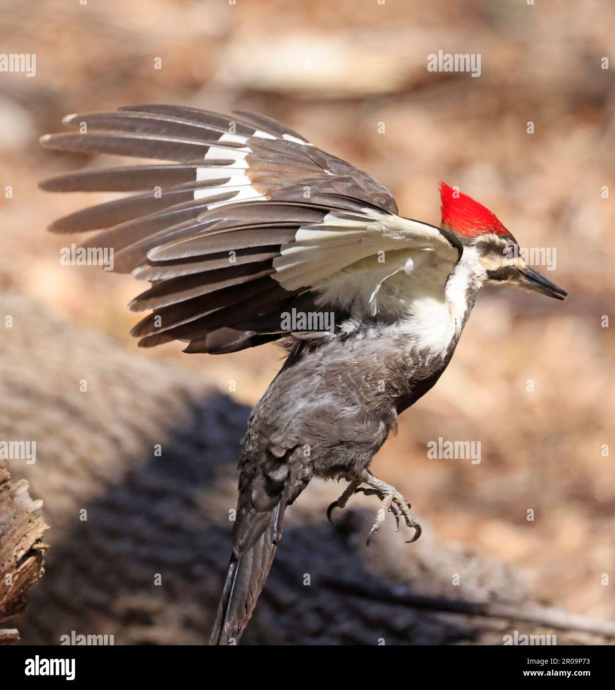 Pileated woodpecker portrait taking off from a tree trunk into the forest, Quebec, Canada Stock Photo