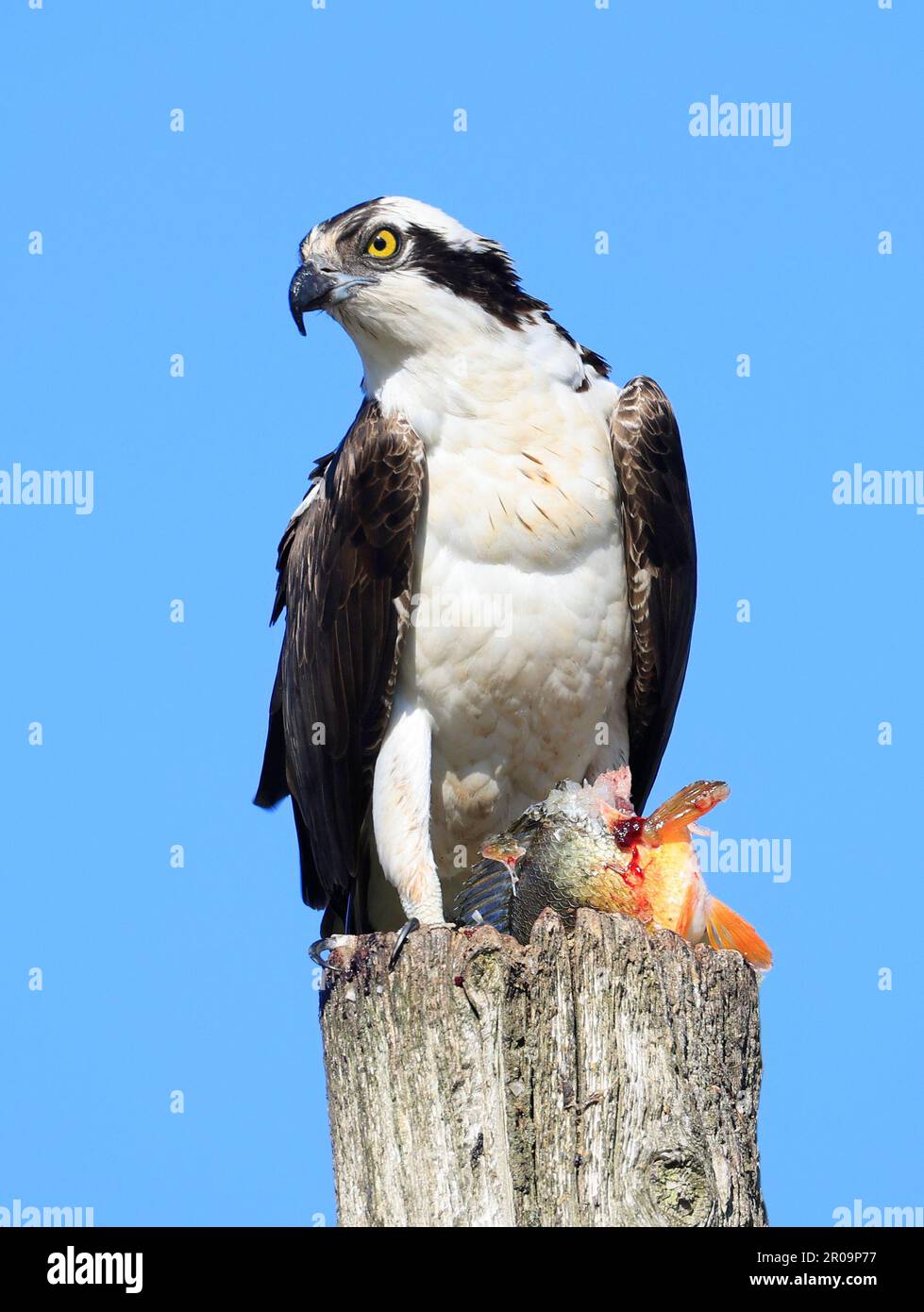 Osprey taking his fish meal on the wood pole, Quebec, Canada Stock Photo