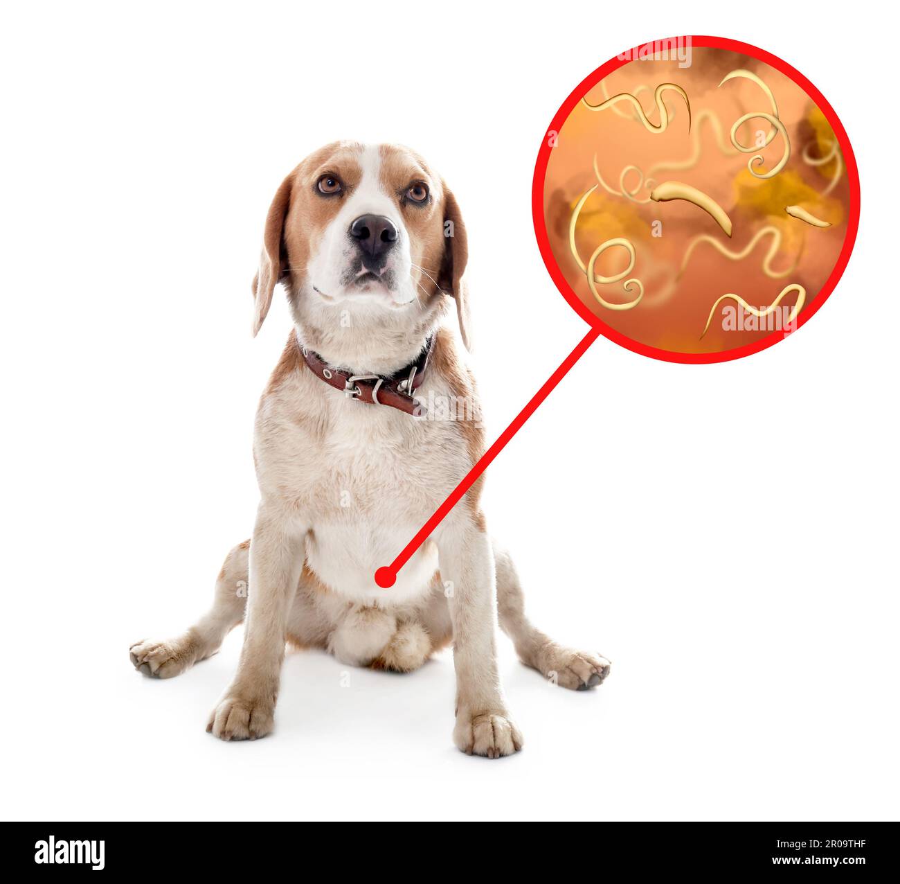 Cute dog and illustration of helminths under microscope on white