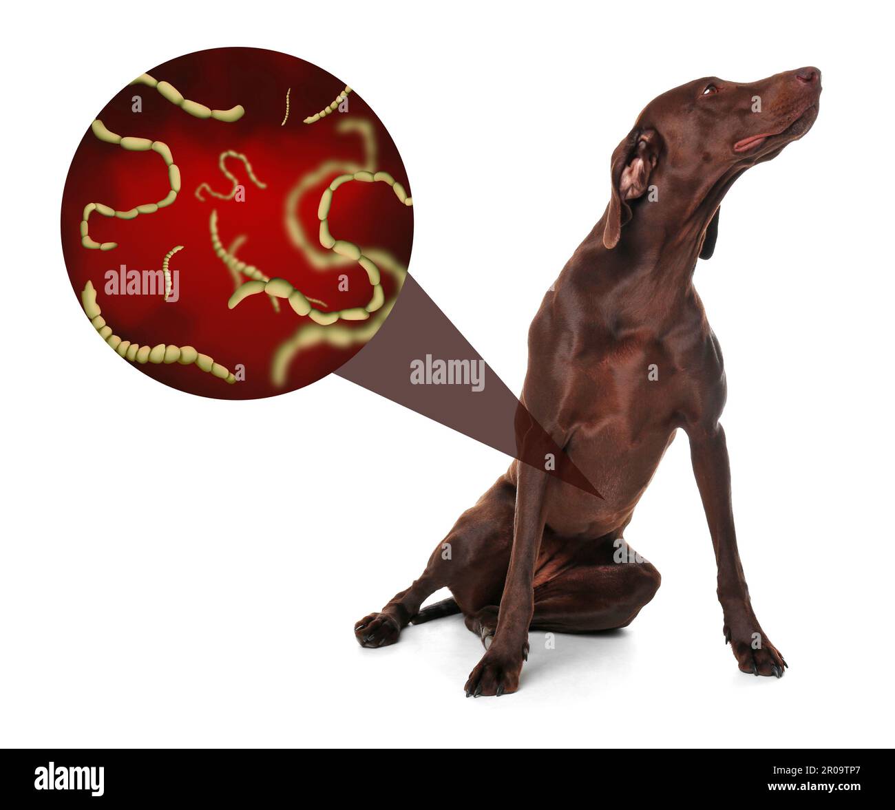 Cute dog and illustration of helminths under microscope on white background. Parasites in animal