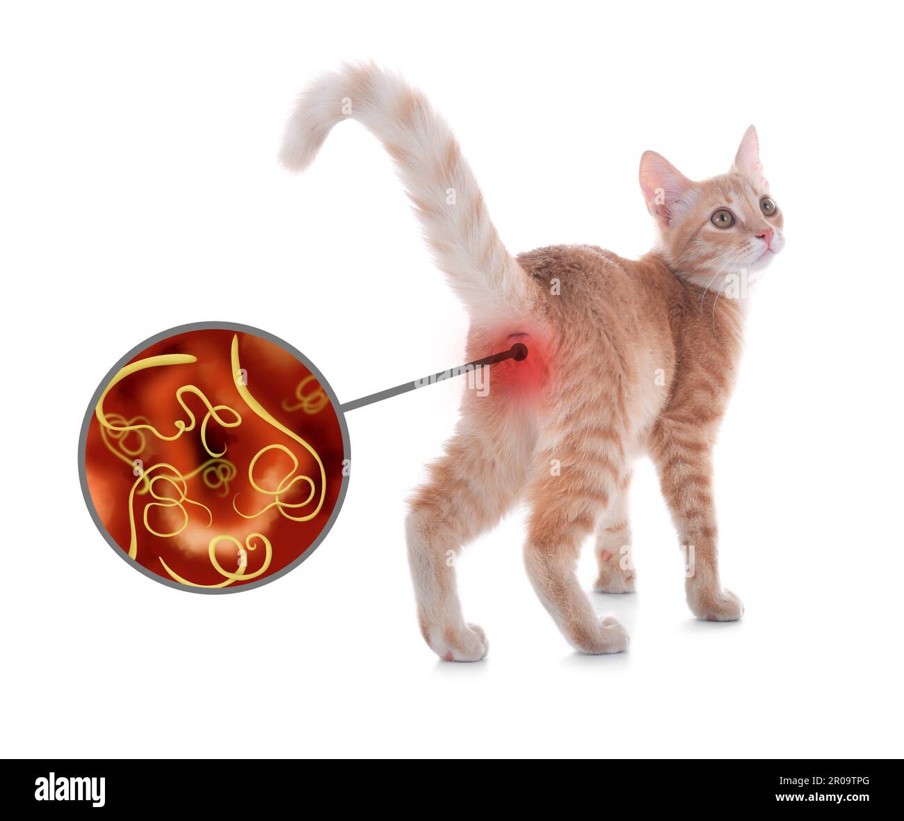 Cute cat and illustration of helminths under microscope on white background. Parasites in animal