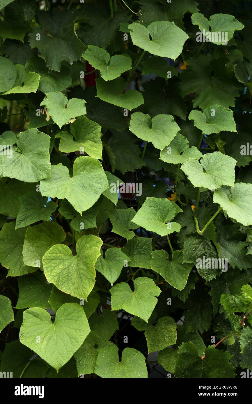 Cucumber plants on chain link fence outdoors Stock Photo Alamy