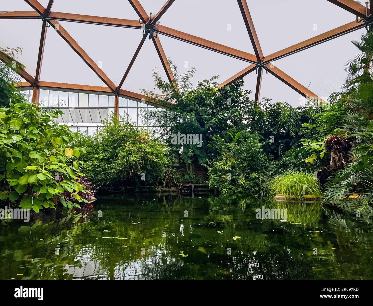 Different tropical plants near pond in greenhouse Stock Photo