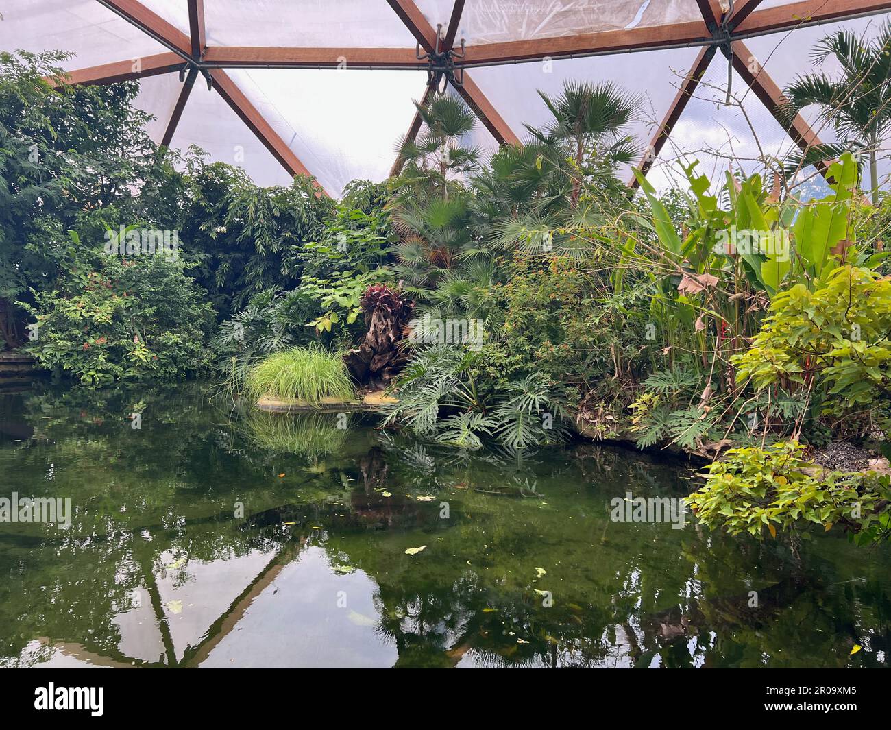 Different tropical plants near pond in greenhouse Stock Photo