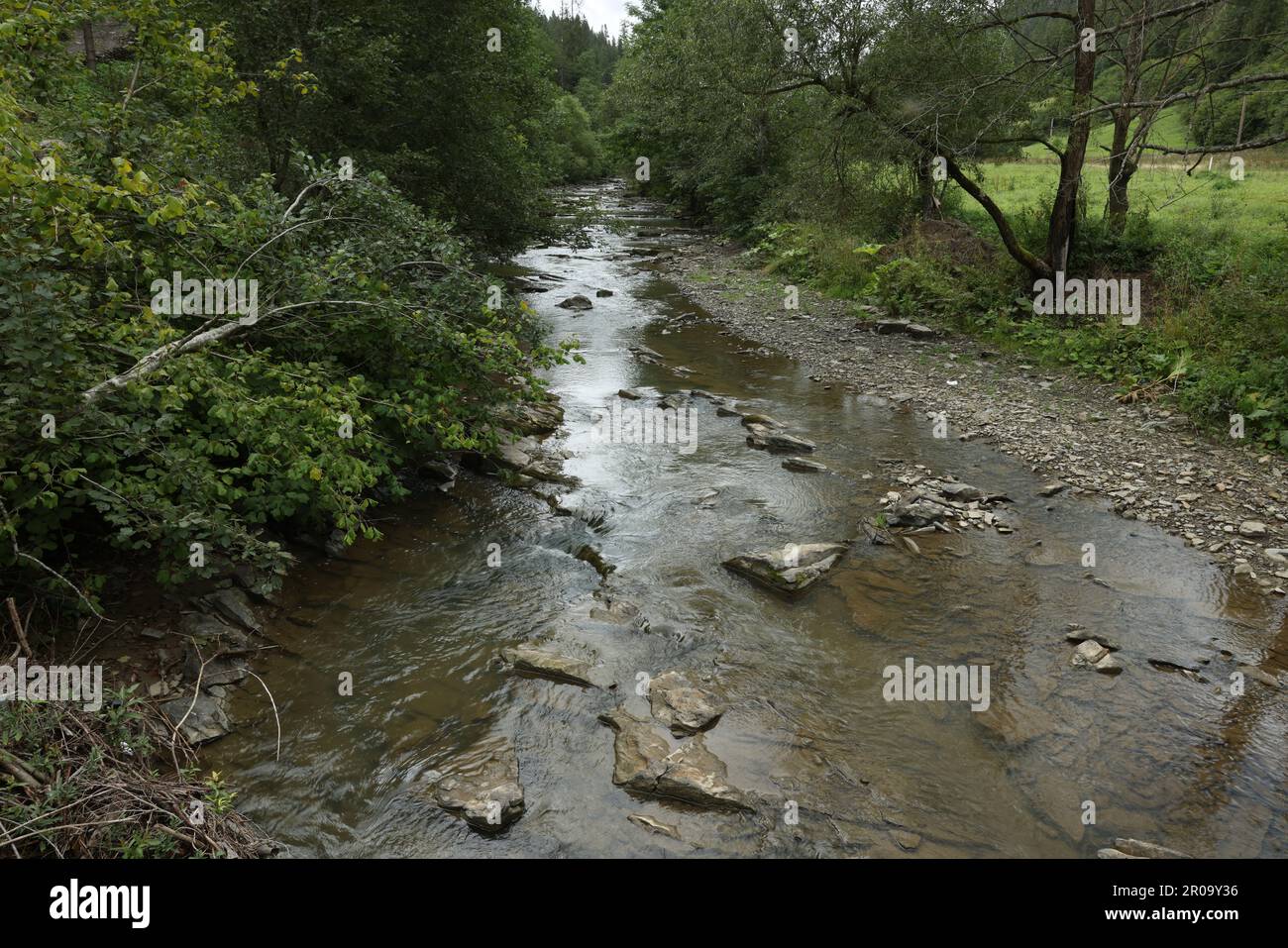 Picturesque view of river surrounded by green plants in forest Stock Photo