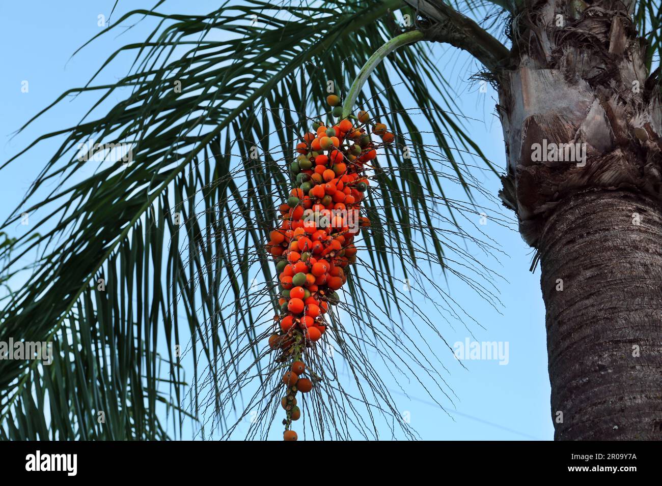 Butia palm with growing fruits, bottom view Stock Photo