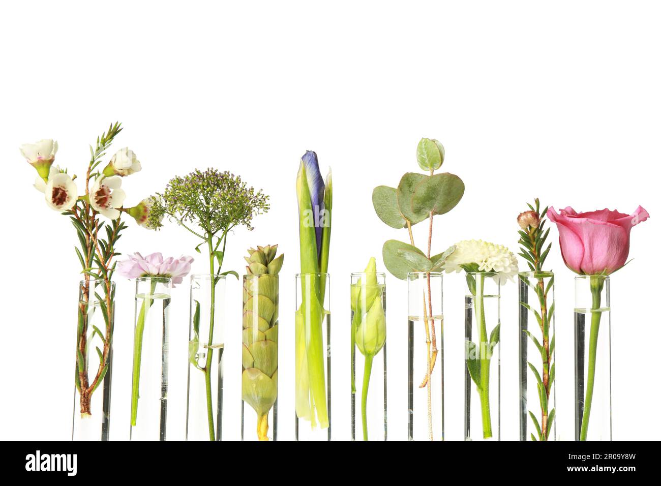 Different plants in test tubes on white background Stock Photo