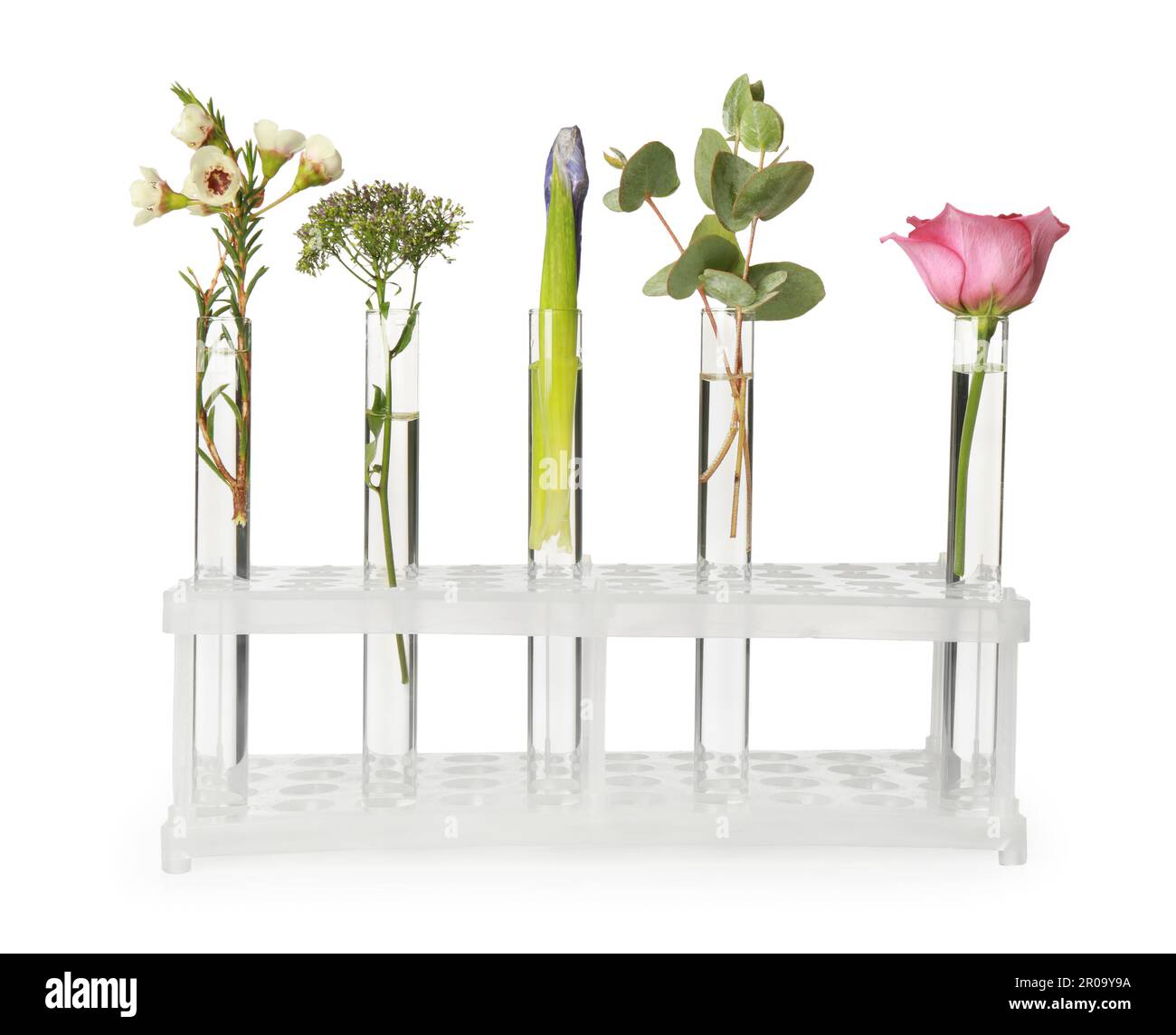 Different plants in test tubes on white background Stock Photo