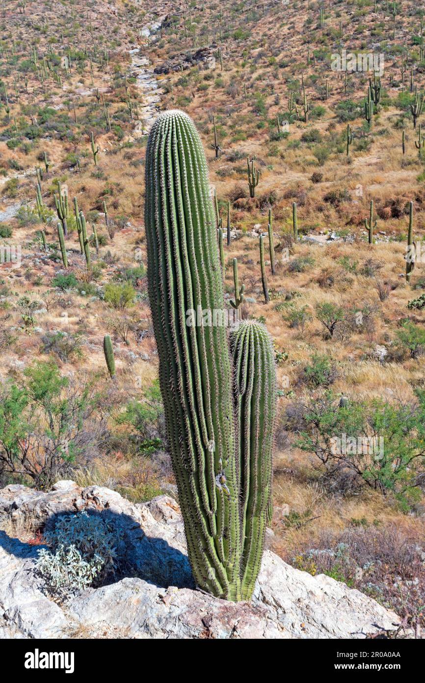 Saguaro Cactus Growing Out of a Rock in Saguaro National Park in Arizona Stock Photo