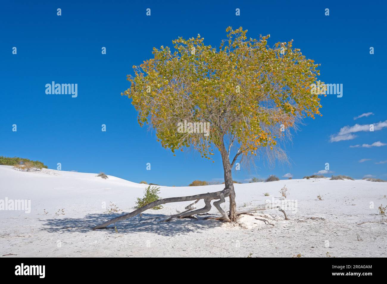 Survivor tree memorial hi-res stock photography and images - Alamy