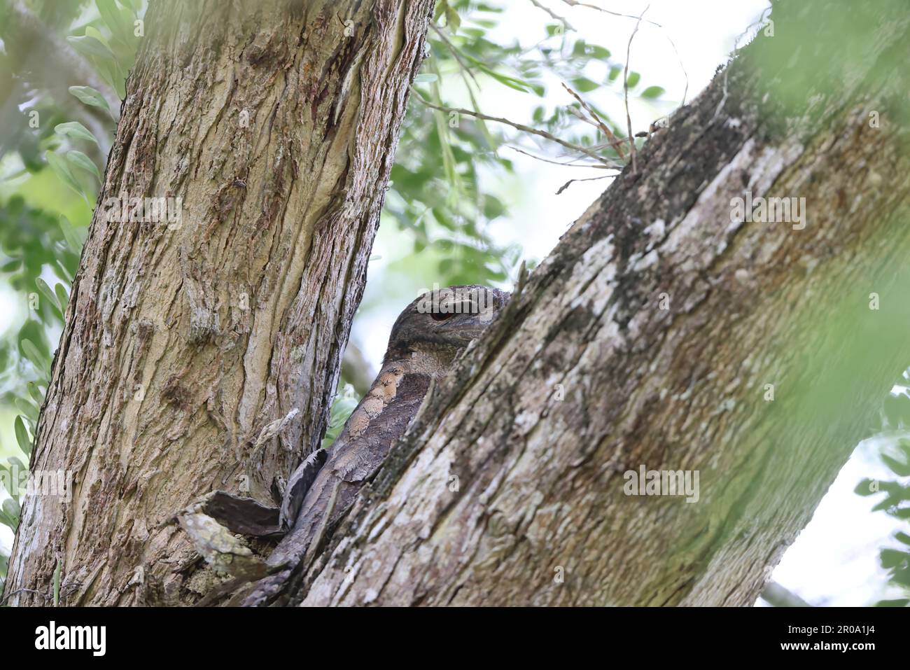 Papuan frogmouth (Podargus papuensis) in Papua new guinea Stock Photo ...