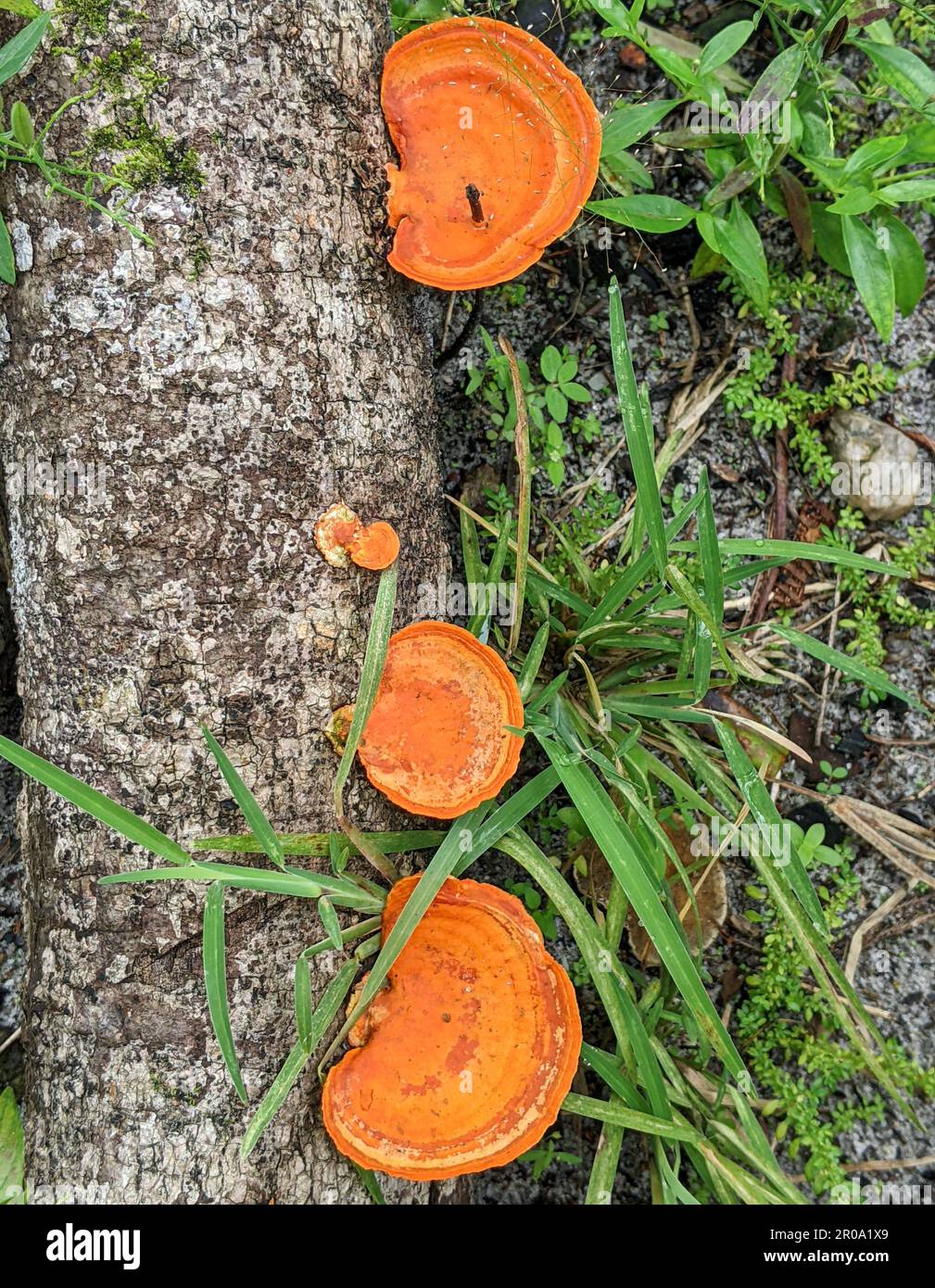 Fomitopsidaceae, growing on a dead tree trunk, is a family of fungi in the order Polyporales Stock Photo