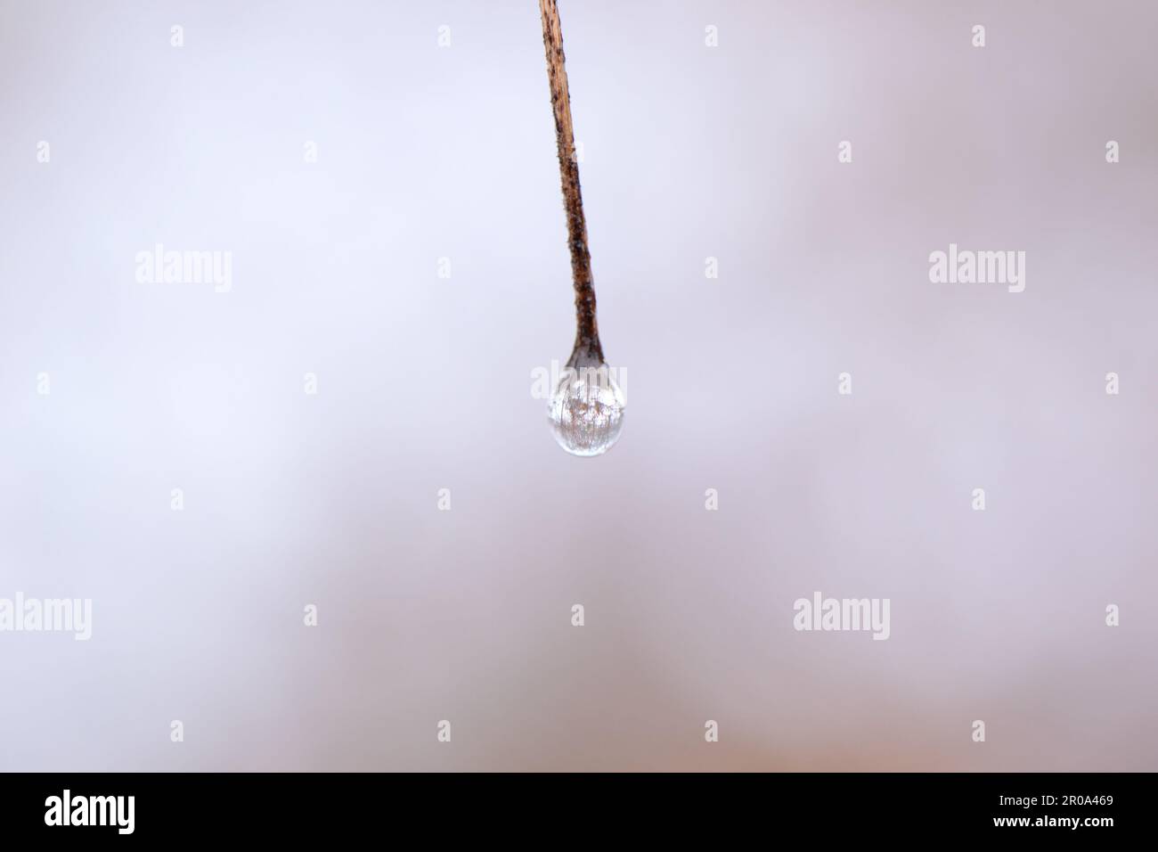 Nature shots Stock Photo