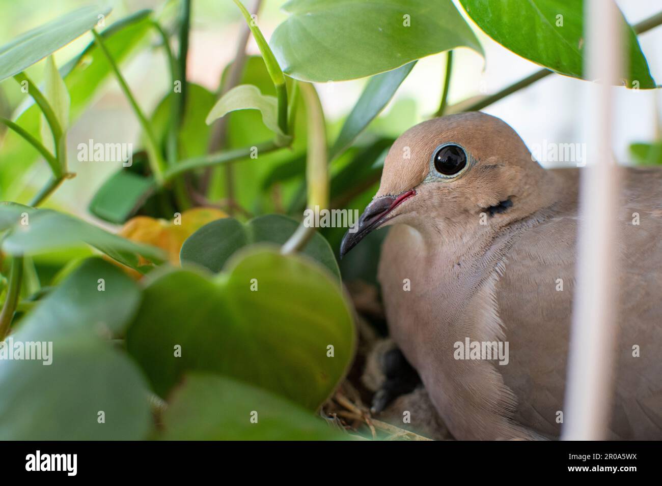 A cute mourning dove in a nest in the hanging basket Stock Photo