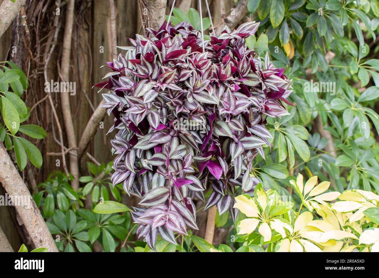 Inch Plant, Tradescantia zebrina, Wandering Jew hanging basket. Popular easy house plant in a hanging basket. Wandering Dude plant Stock Photo