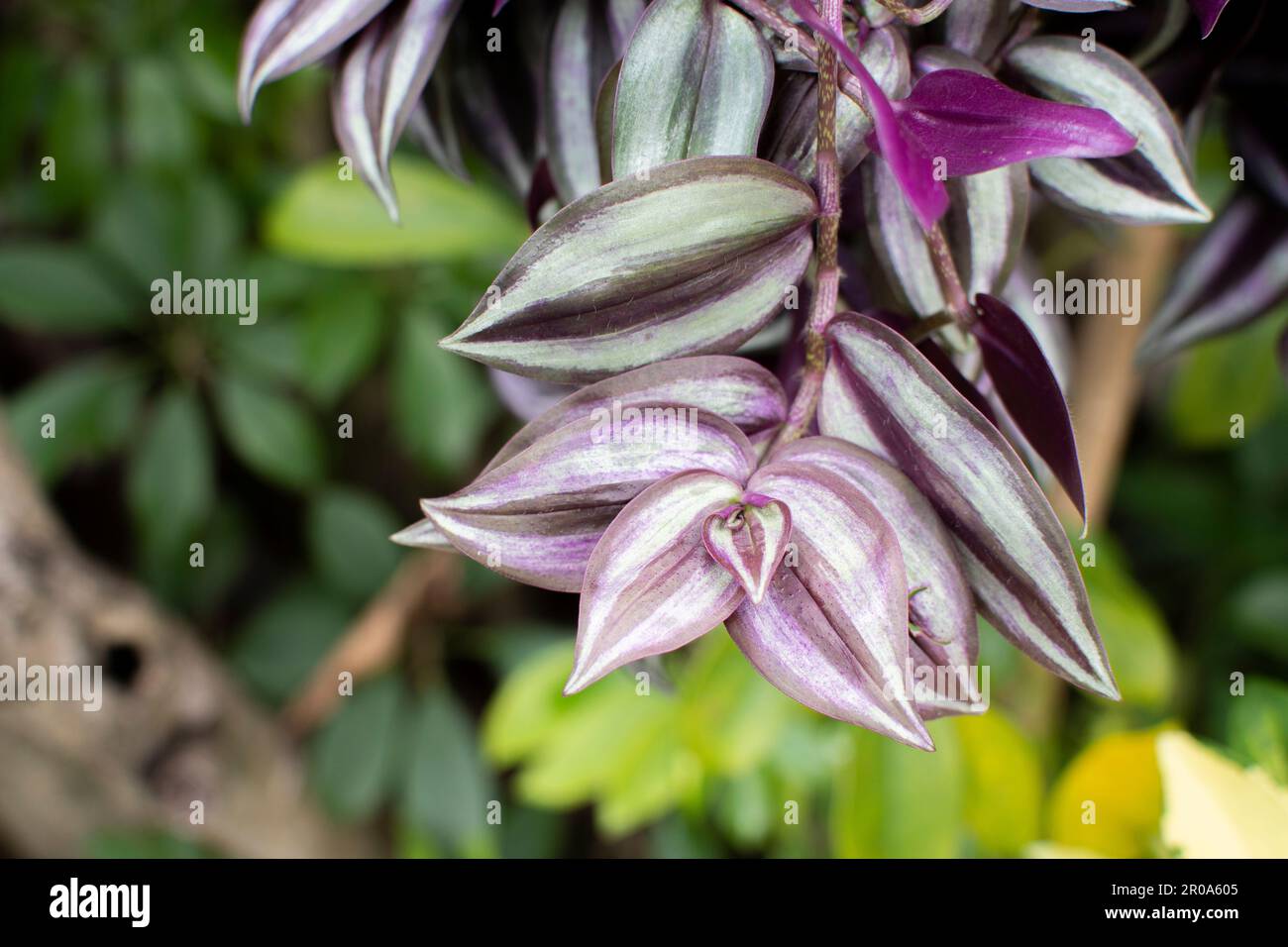 Tradescantia zebrina. Commonly called zebra plant, inch plant, silver inch plant or more recently, wandering dude Stock Photo