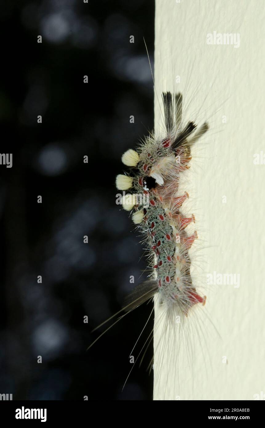 Tussock Moth Caterpillar, Lymantriidae Family, with long hairs for protection climbing up wall, Klungkung, Bali, Indonesia Stock Photo