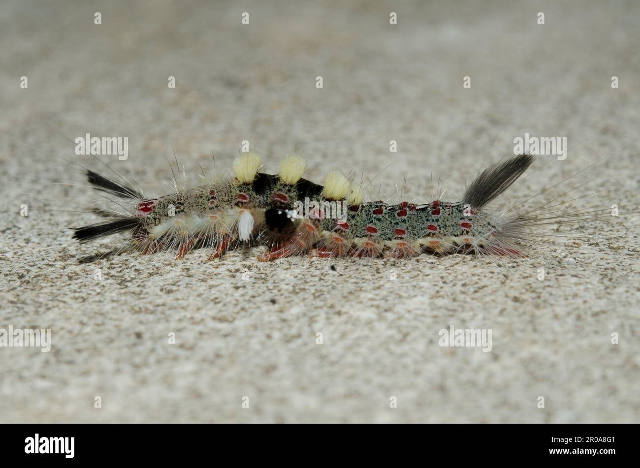 Tussock Moth Caterpillar, Lymantriidae Family, with long hairs for protection on floor, Klungkung, Bali, Indonesia Stock Photo