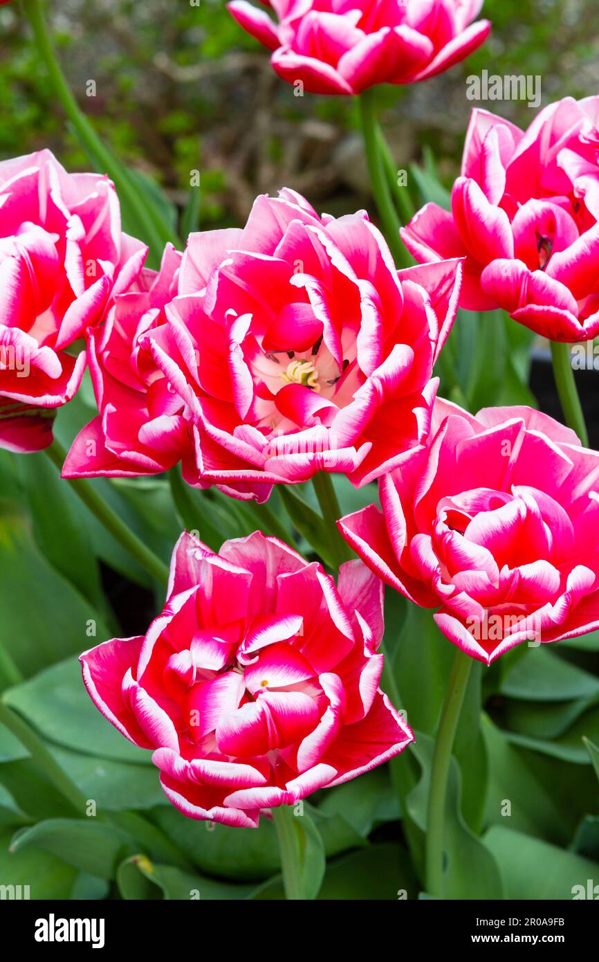 Beautiful dramatic deep pink and white Columbus tulip (Tulipa) flowers in full spring bloom, as seen from overhead, in a home garden. Stock Photo