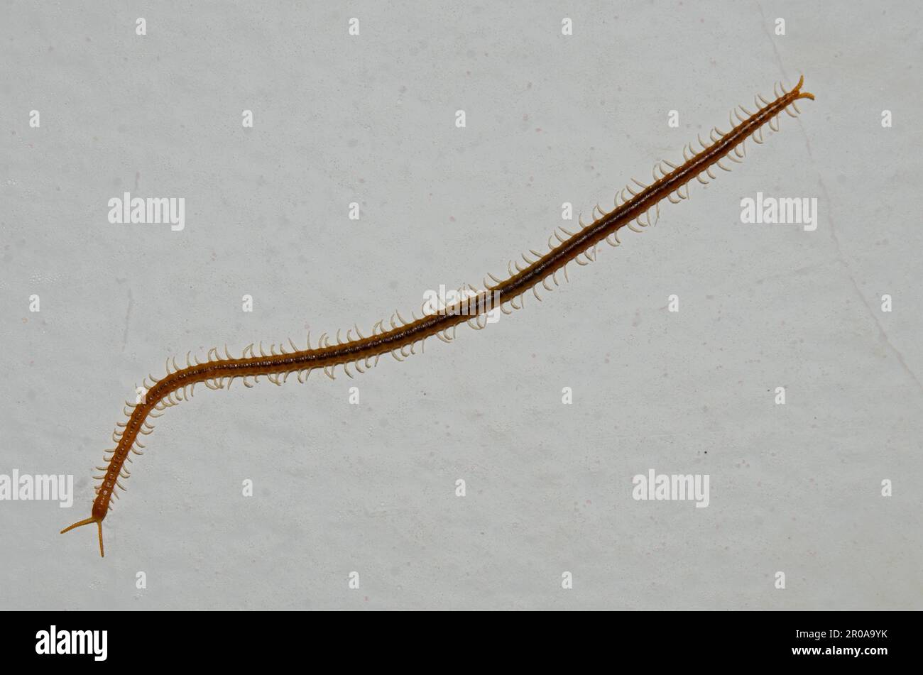 Soil Centipede, Geophilomorpha Order, Sukawati, Bali, Indonesia Stock ...