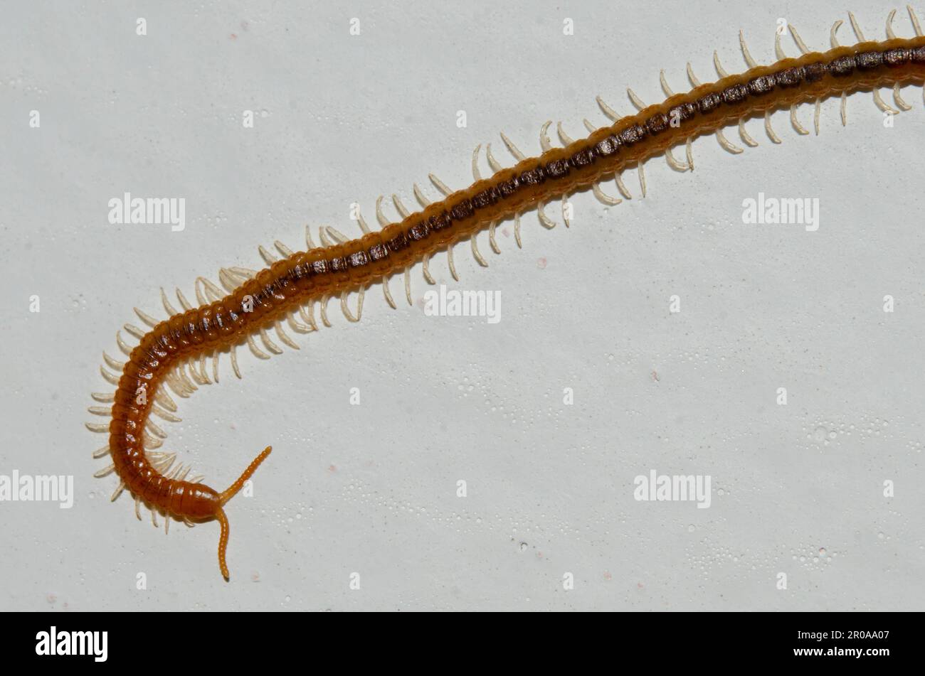 Soil Centipede, Geophilomorpha Order, Sukawati, Bali, Indonesia Stock ...