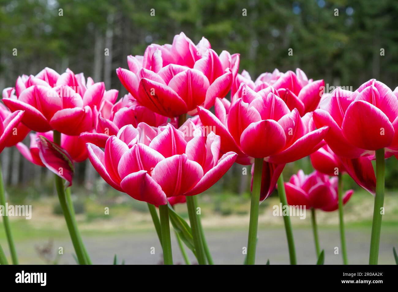 Deep pink Columbus double tulips (Tulipa) with bright white edges provide dramatic bold color in a spring garden. Stock Photo