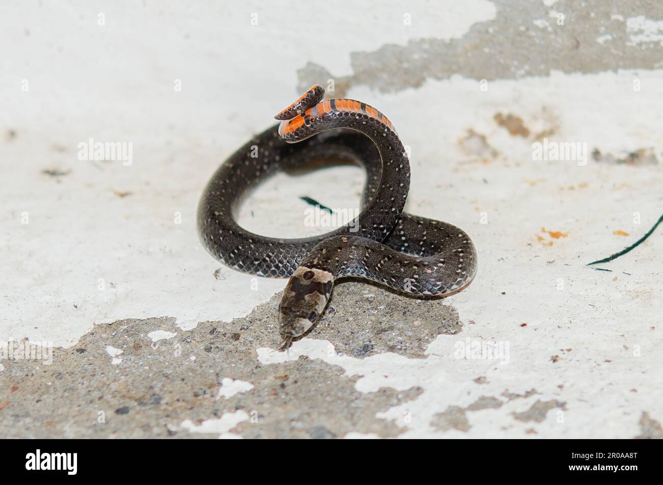 Ussuriyskdagi yotoqxonadagi porno video