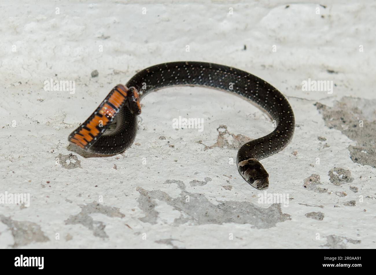 Nima uchun jinsiy olatni qin ichiga sigadi?