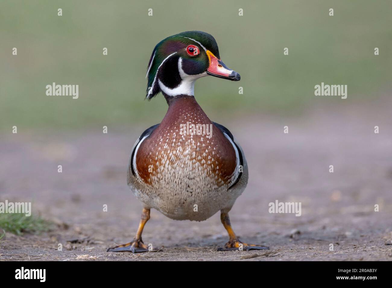 (Ottawa, Canada---06 May 2023) Wood duck by the Rider River. Copyright 2023 Sean Burges / Mundo Sport Images. Stock Photo