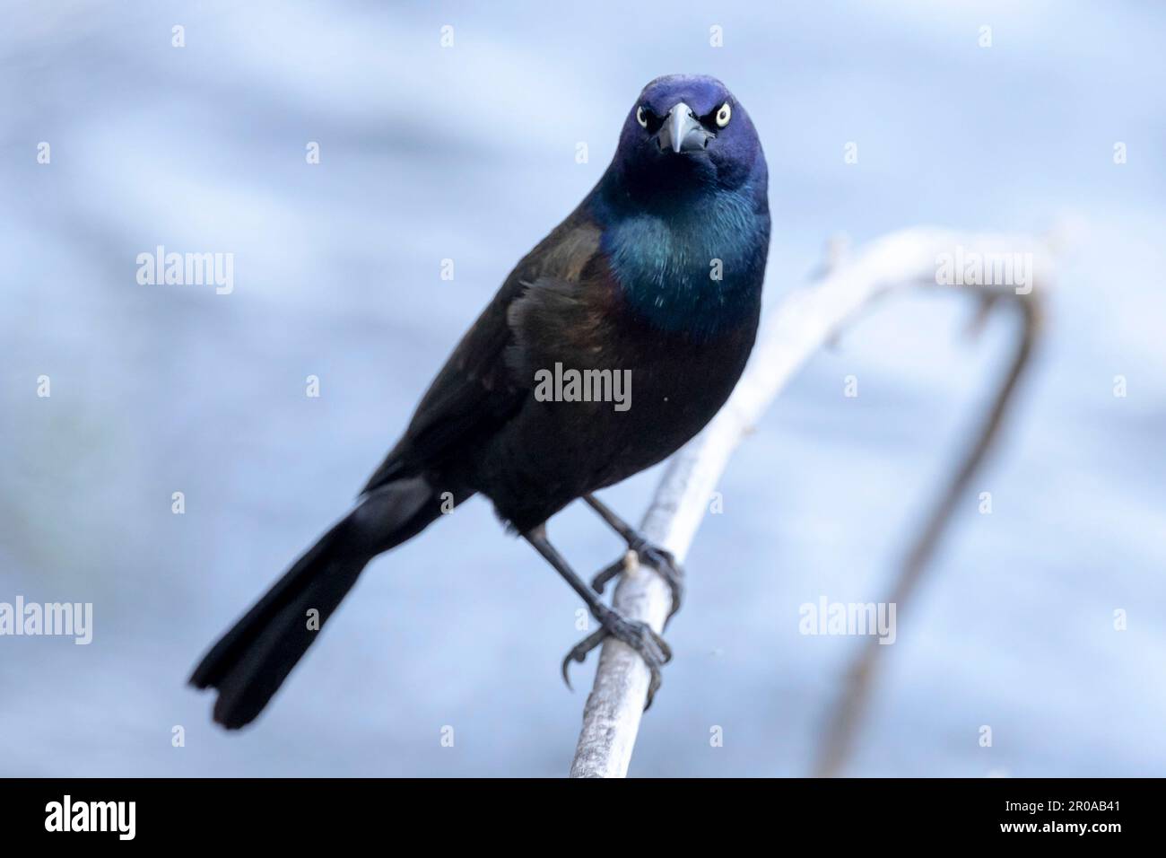 (Ottawa, Canada---06 May 2023) Common Grackle by the Rider River. Copyright 2023 Sean Burges / Mundo Sport Images. Stock Photo