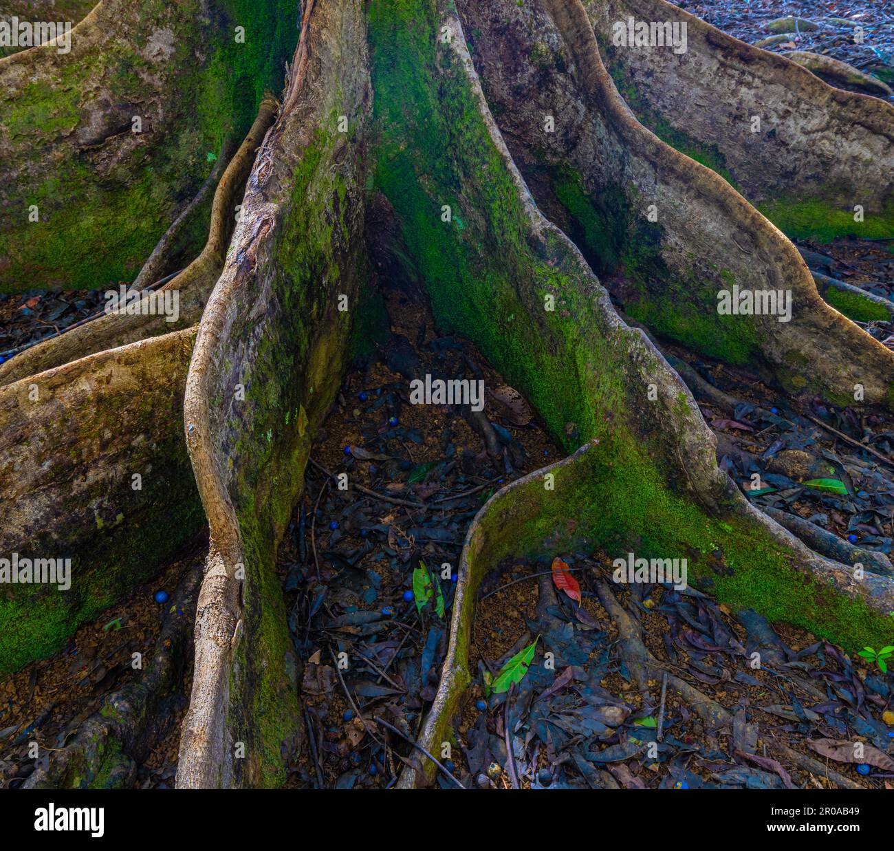 Tree Trunks and The Blue Fruit of The Rudraksha Trees, Sacred Rudraksha