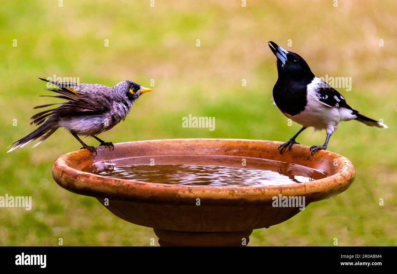 Stand off between noisy miner bird and magpie over water rights in a bird bath set in a Canberra garden Stock Photo