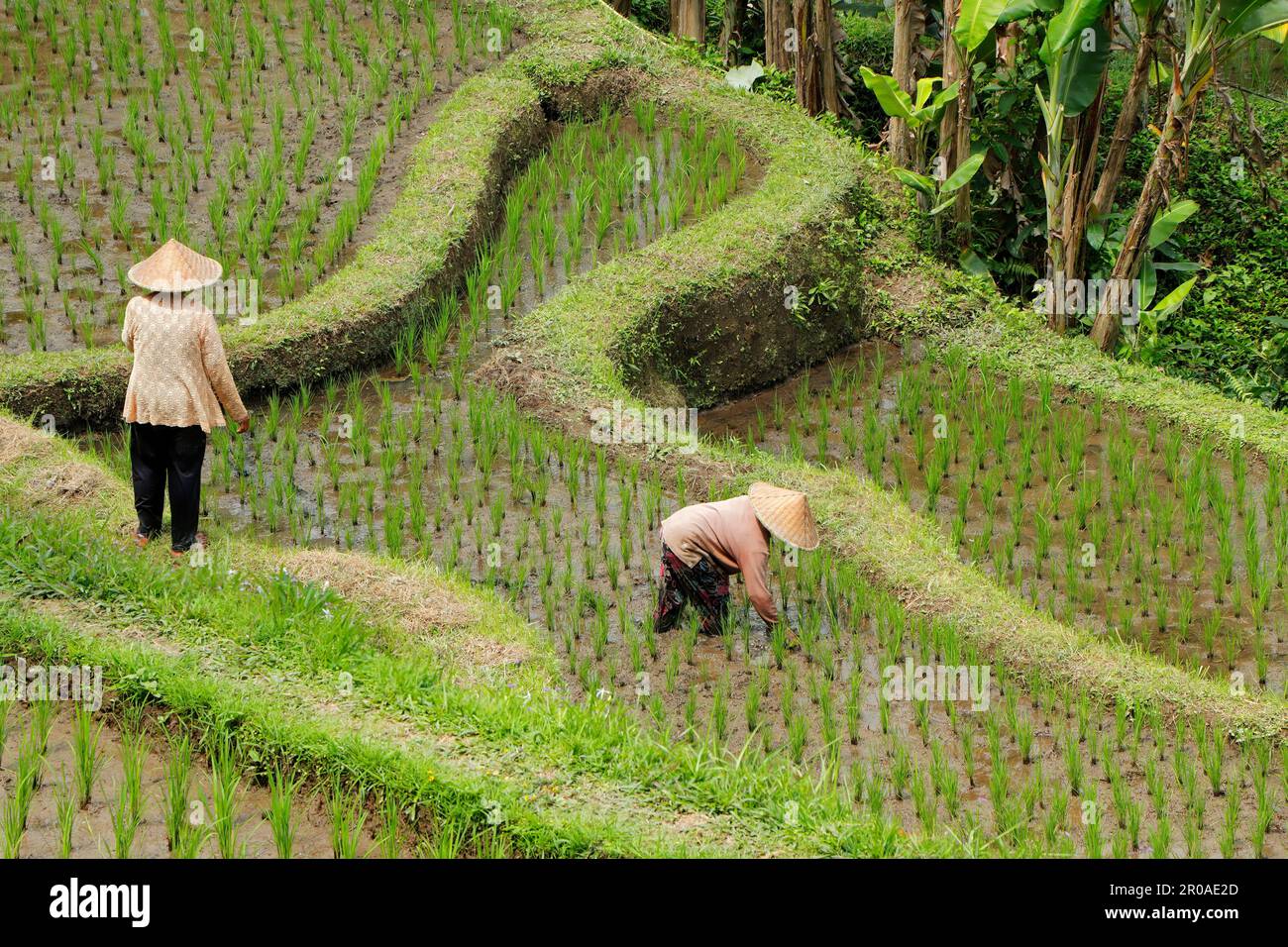 Ubud, Bali, Indonesia - September 7, 2019: An unidentified woman working in a rice paddy of the lush green Tegallalang rice terraces Stock Photo