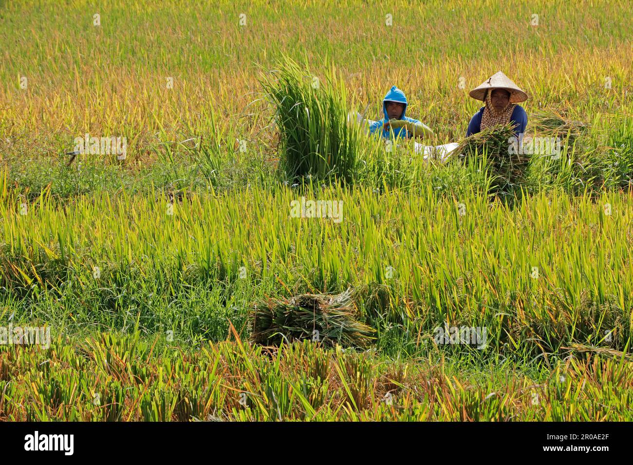 Ubud, Bali, Indonesia - September 6, 2019: Local farmers working in a rural rice paddy- rice holds the central place in Indonesian culture and cuisine Stock Photo