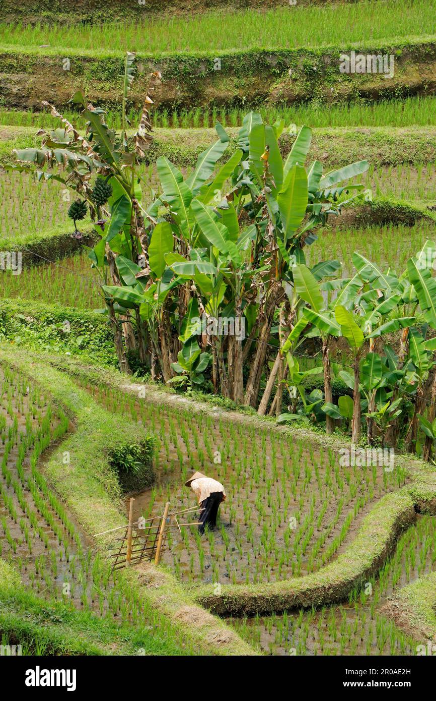 Ubud, Bali, Indonesia - September 7, 2019: An unidentified woman working in a rice paddy of the lush green Tegallalang rice terraces Stock Photo