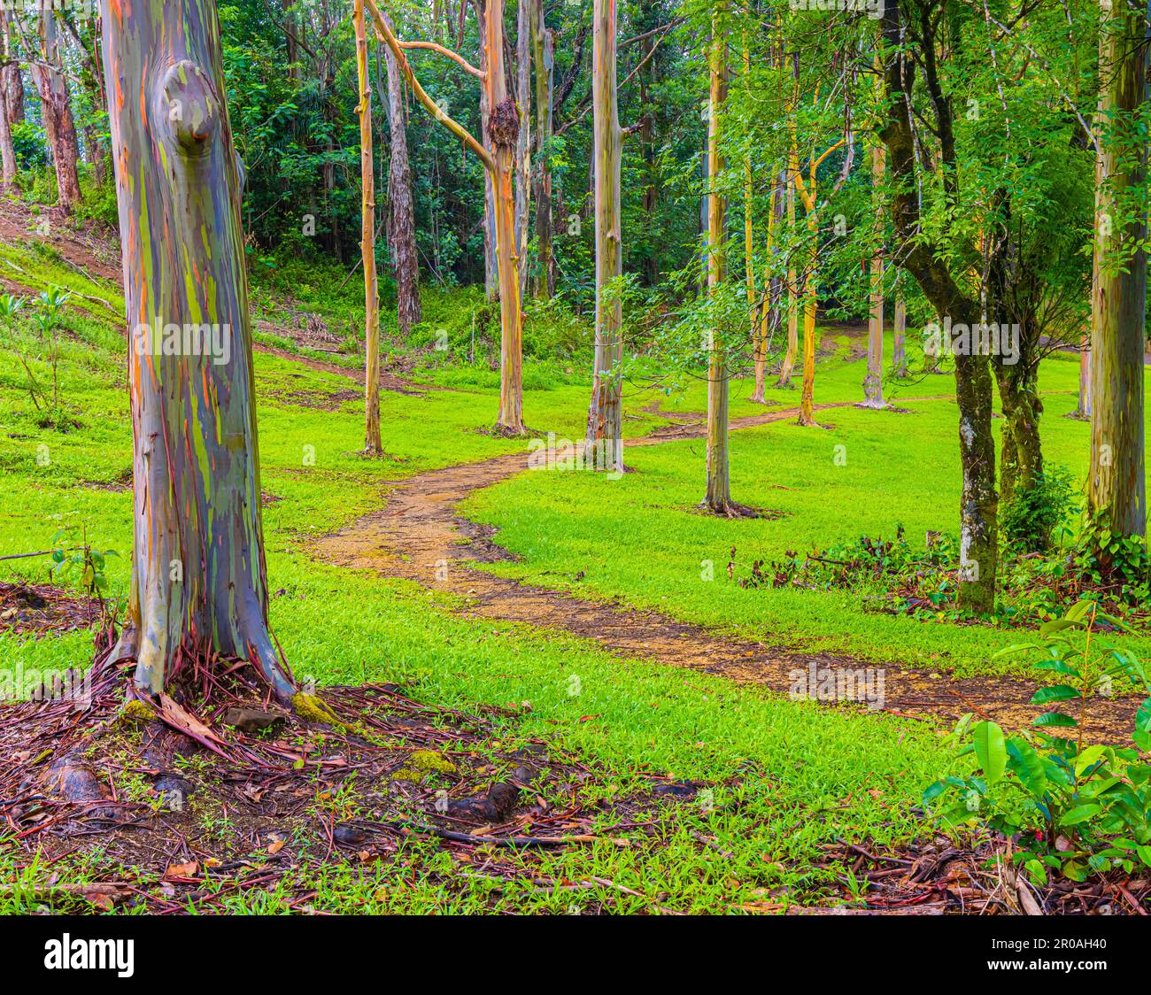Hiking Trail Through Rainbow Eucalyptus Tree Forest at The Keahua Arboretum, Kauai, Hawaii, USA