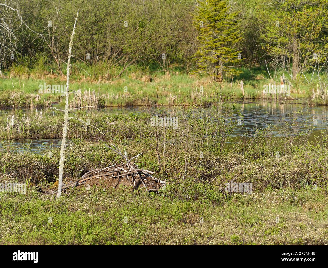 Summer beaver hi-res stock photography and images - Alamy
