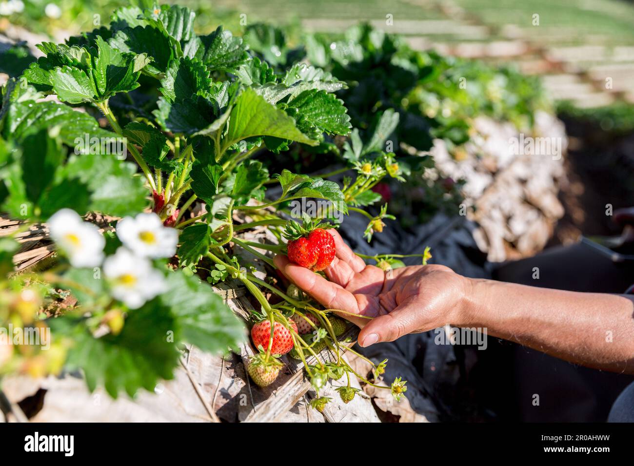 Happy farmer man harvesting ripe strawberries in the field. Strawberry ...